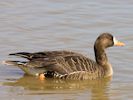 Greenland White-Fronted Goose (WWT Slimbridge April 2013) - pic by Nigel Key